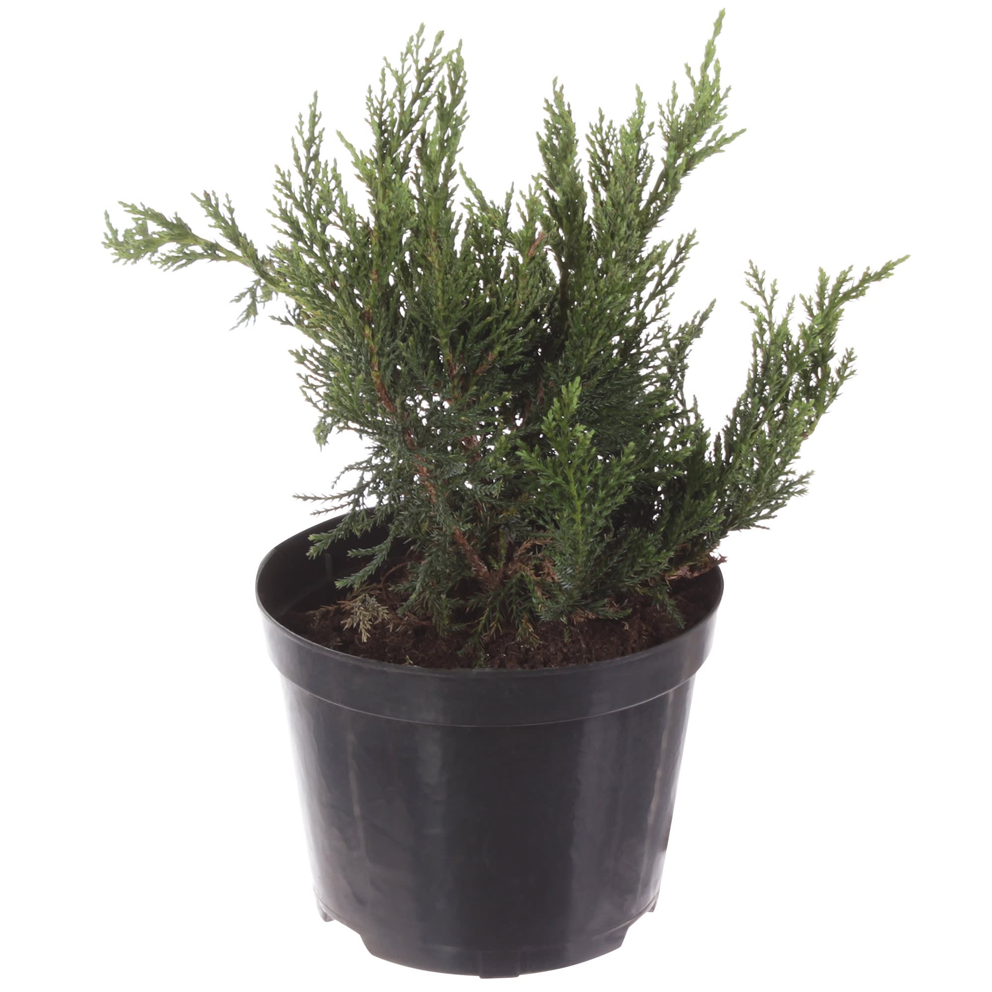 81959245 Можжевельник казацкий «Тамарисцифолия» С2-3/30 Santreyd 