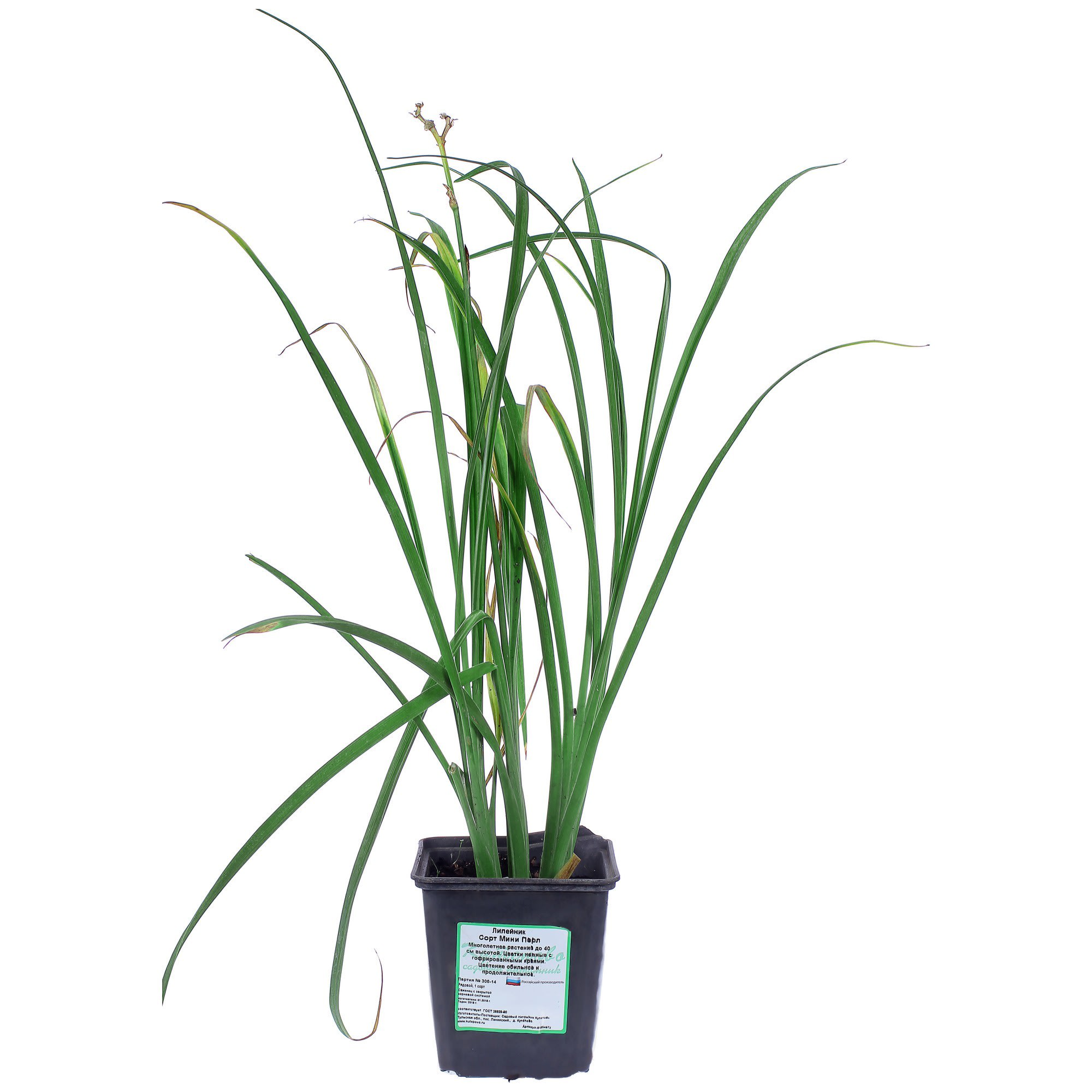 81954872 Лилейник С1 «Мини Перл» Santreyd 