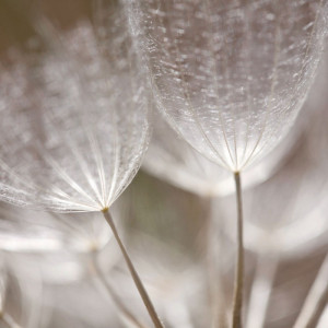 0476/CX38 Картина 0476 Adriani e Rossi