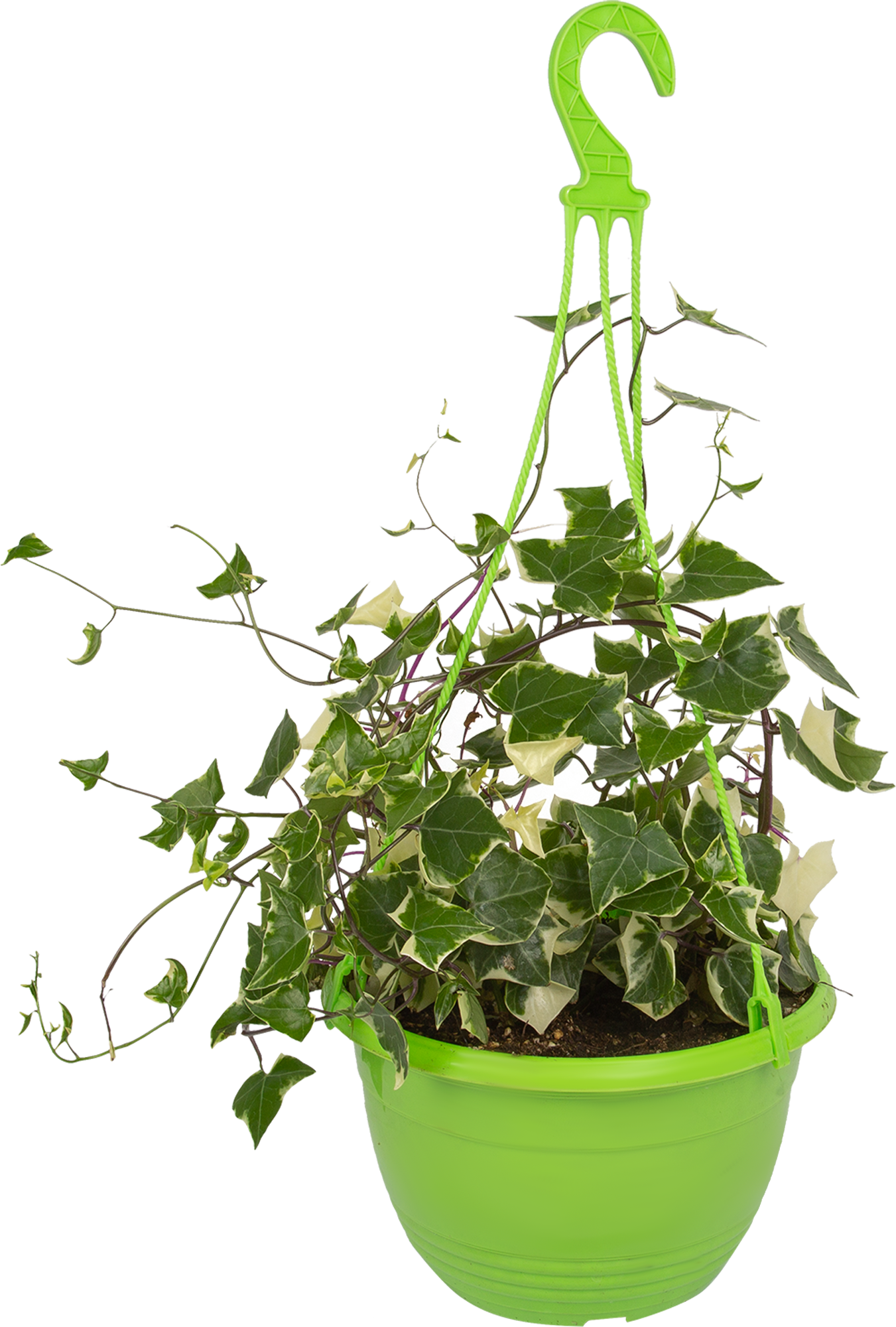 Крестовник цветущий в кашпо Santreyd - саженец для сада и дома 83248511