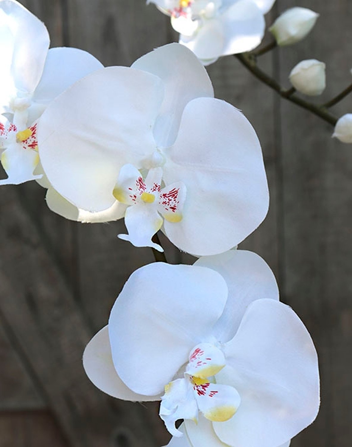 2818 777 a3 Искусственная орхидея Phalaenopsis (2 метелки), 150 см, белая H-andreas  - Вид №1