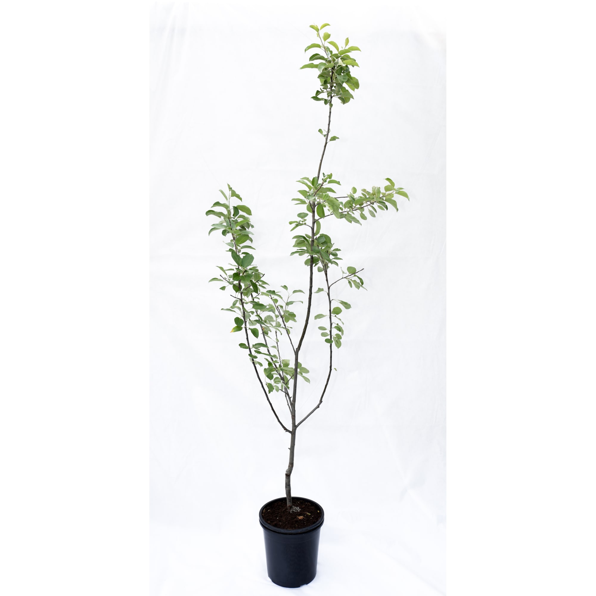 82585455 Яблоня «Коричное полосатое» 25x120 см Santreyd 