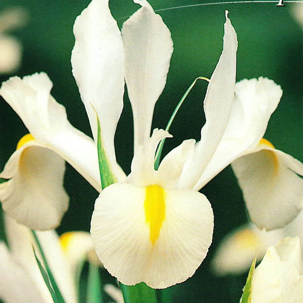 Ирис «White Excelsior», 6х7 см 13065188 STLM-2096863 GEOLIA 