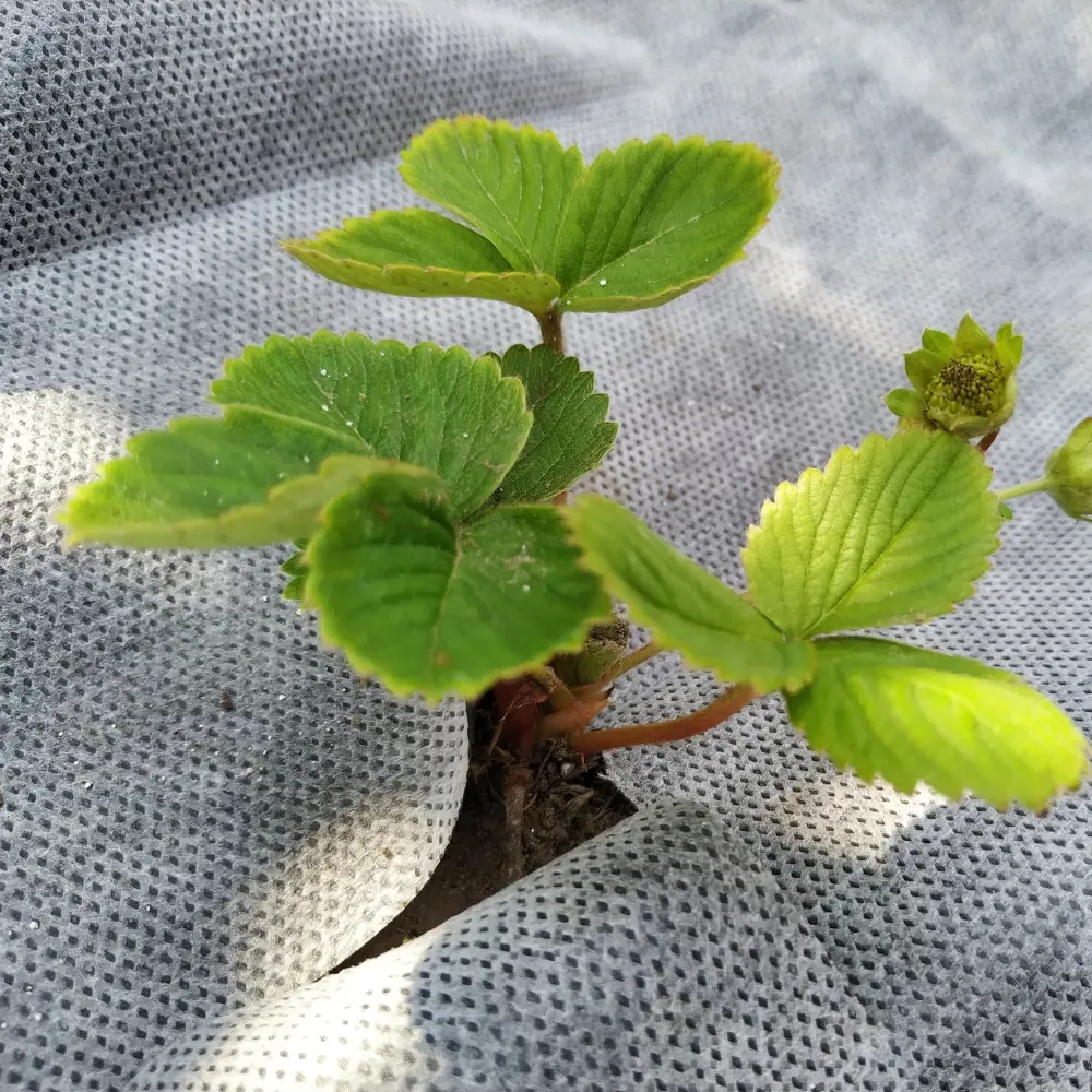 Santreyd Агротекс - мульчирующий укрывной материал для грядок 1.6x5 м 84735469 STLM-0054401 - Вид №2