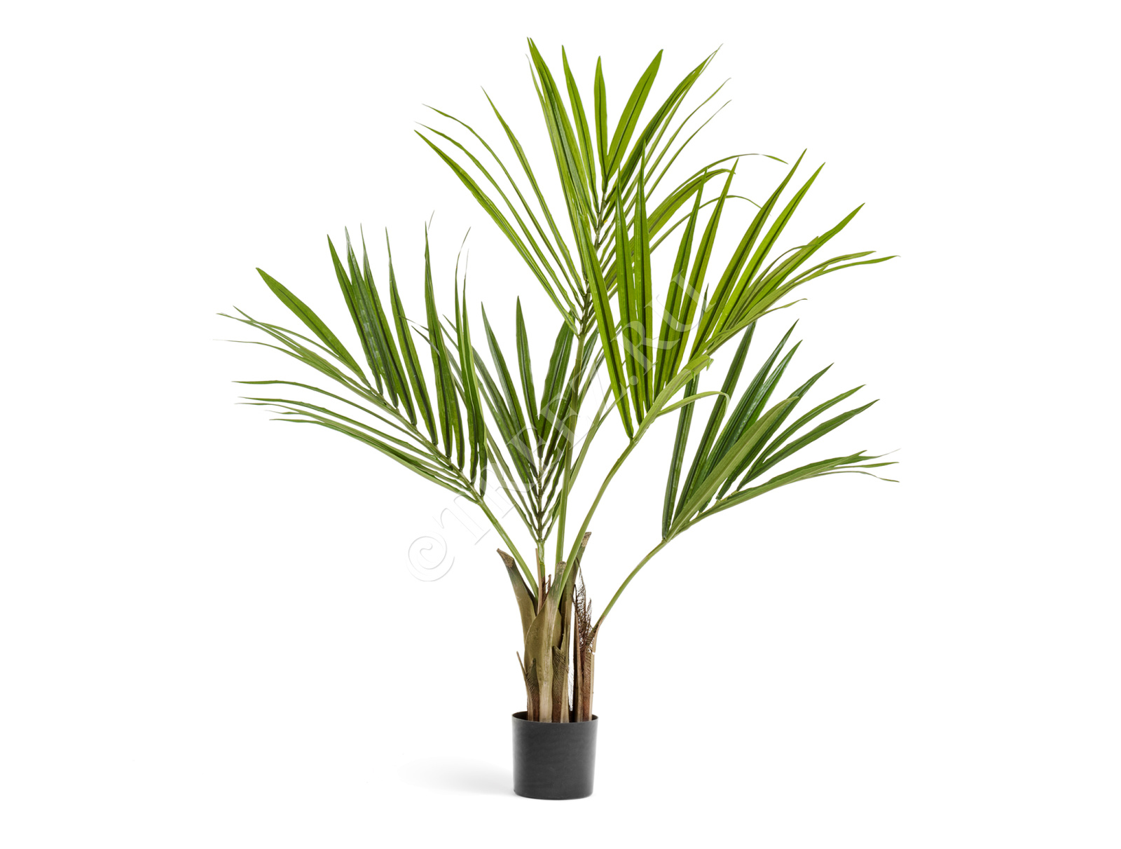 10.1341N Пальма Кентия (Ховея) Цветочная коллекция 