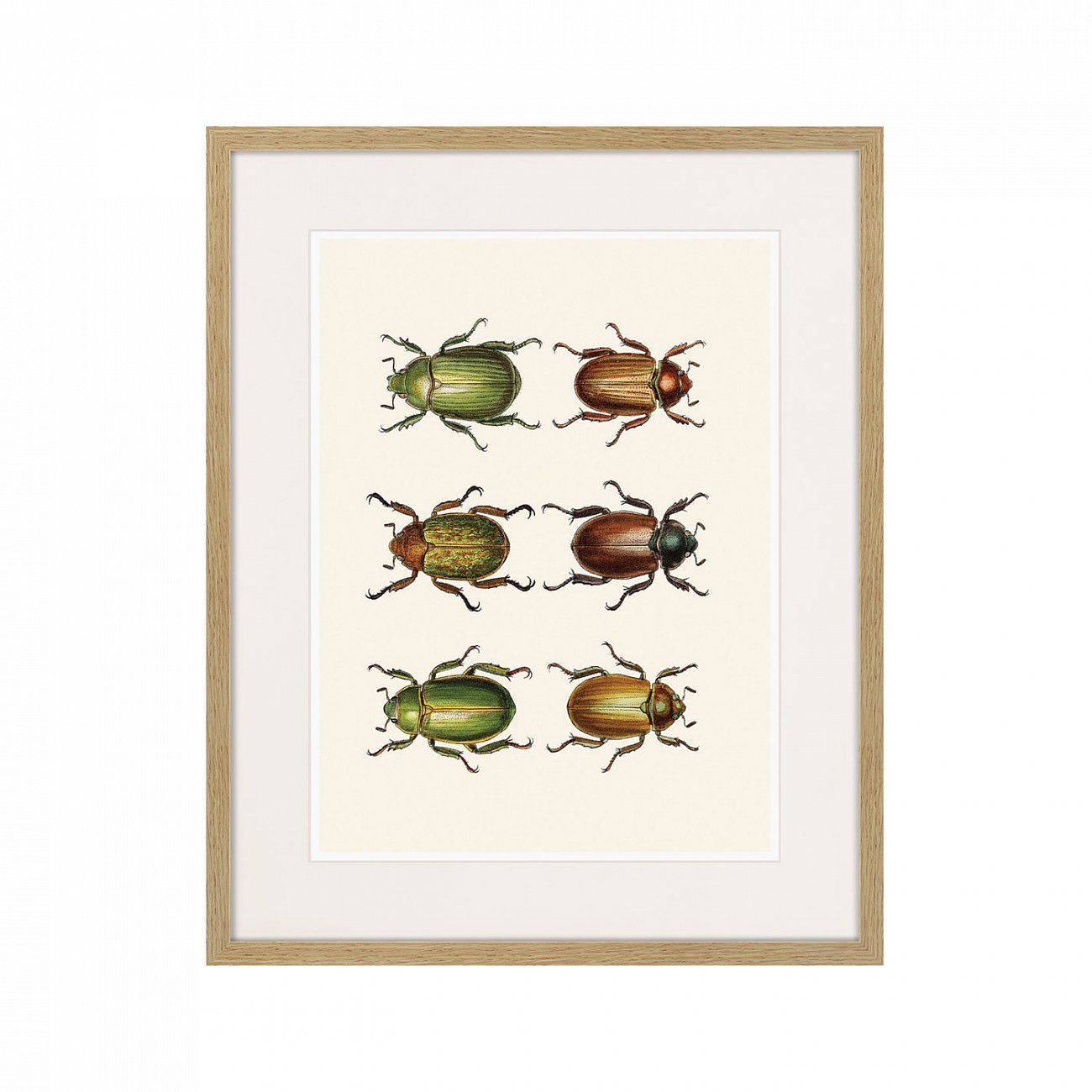 Картина в раме 52х42 см Assorted Beetles №11, 1735г. КАРТИНЫ В КВАРТИРУ  264416 Бежевый;коричневый  - Вид №1
