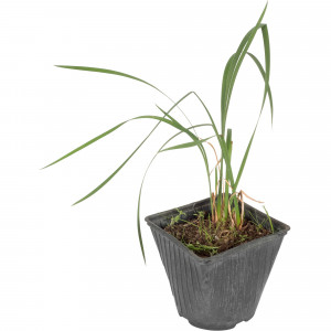 81954817 Ирис сибирский С1 «Пинк»