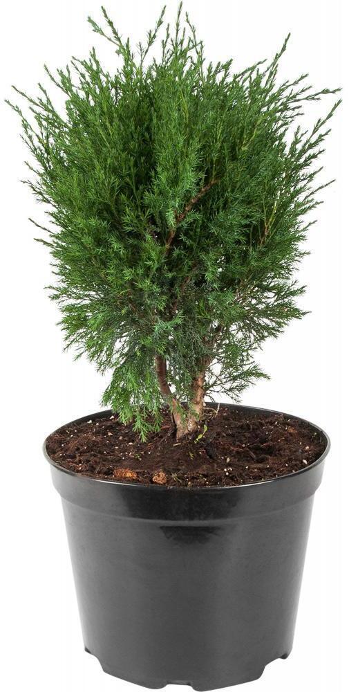 87691125 Можжевельник средний Минт Джулеп ø19 h20 - 30 см STLM-0075056 PLANTMARKET