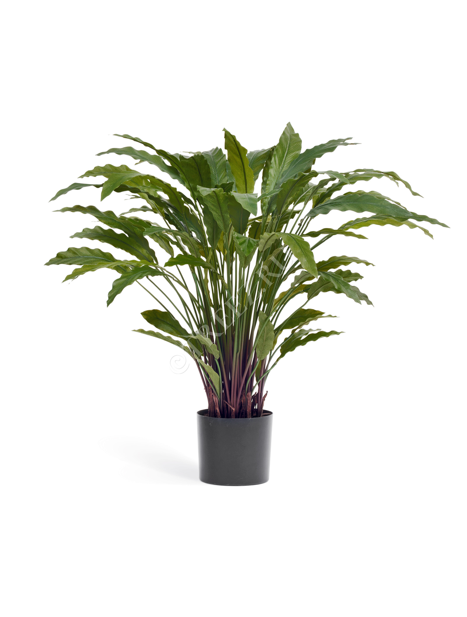 20.1010N Калатея в горшке Цветочная коллекция  - Вид №2