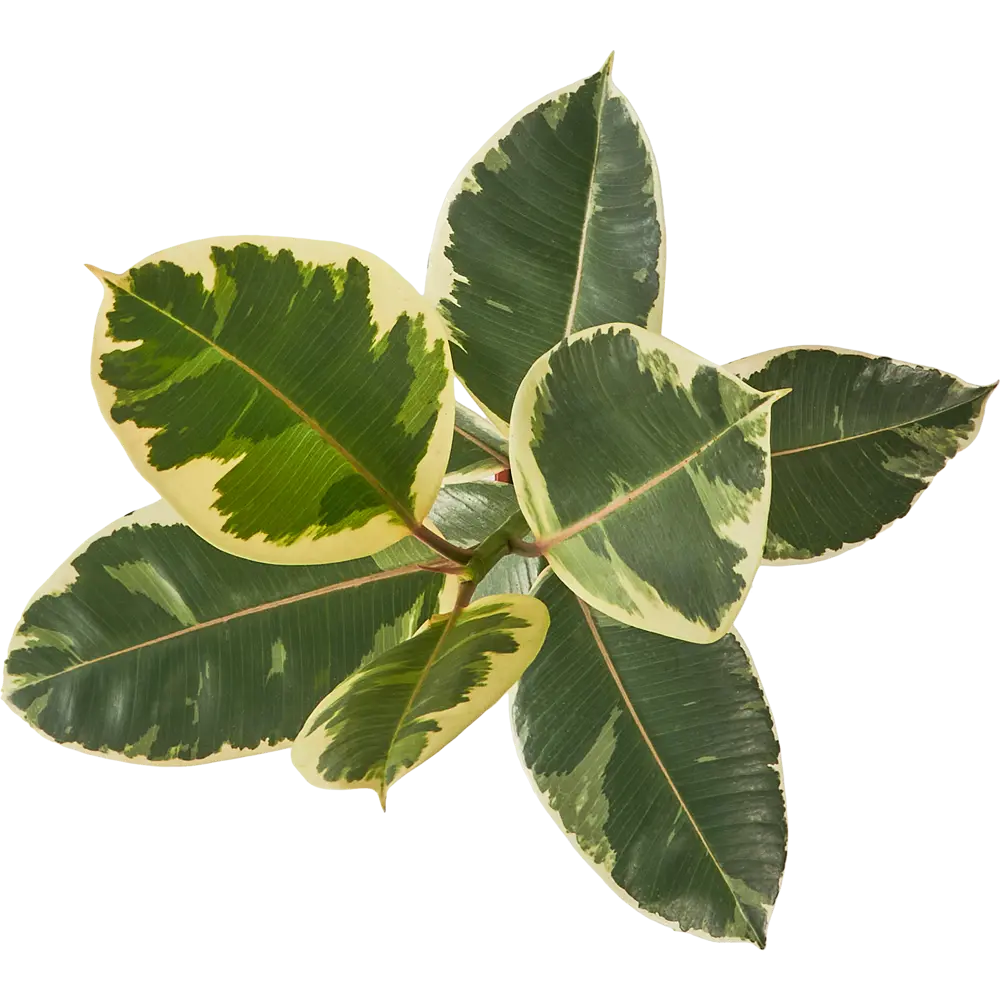 Фикус Эластика Santreyd — комнатное растение для уютного интерьера 85324847 STLM-0061460 - Вид №1