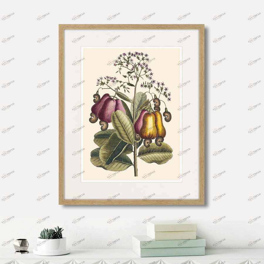 Литография на тонированной бумаге 52х42 см Cashew Tree, 1742г. КАРТИНЫ В КВАРТИРУ  264406 Белый;коричневый;разноцветный 