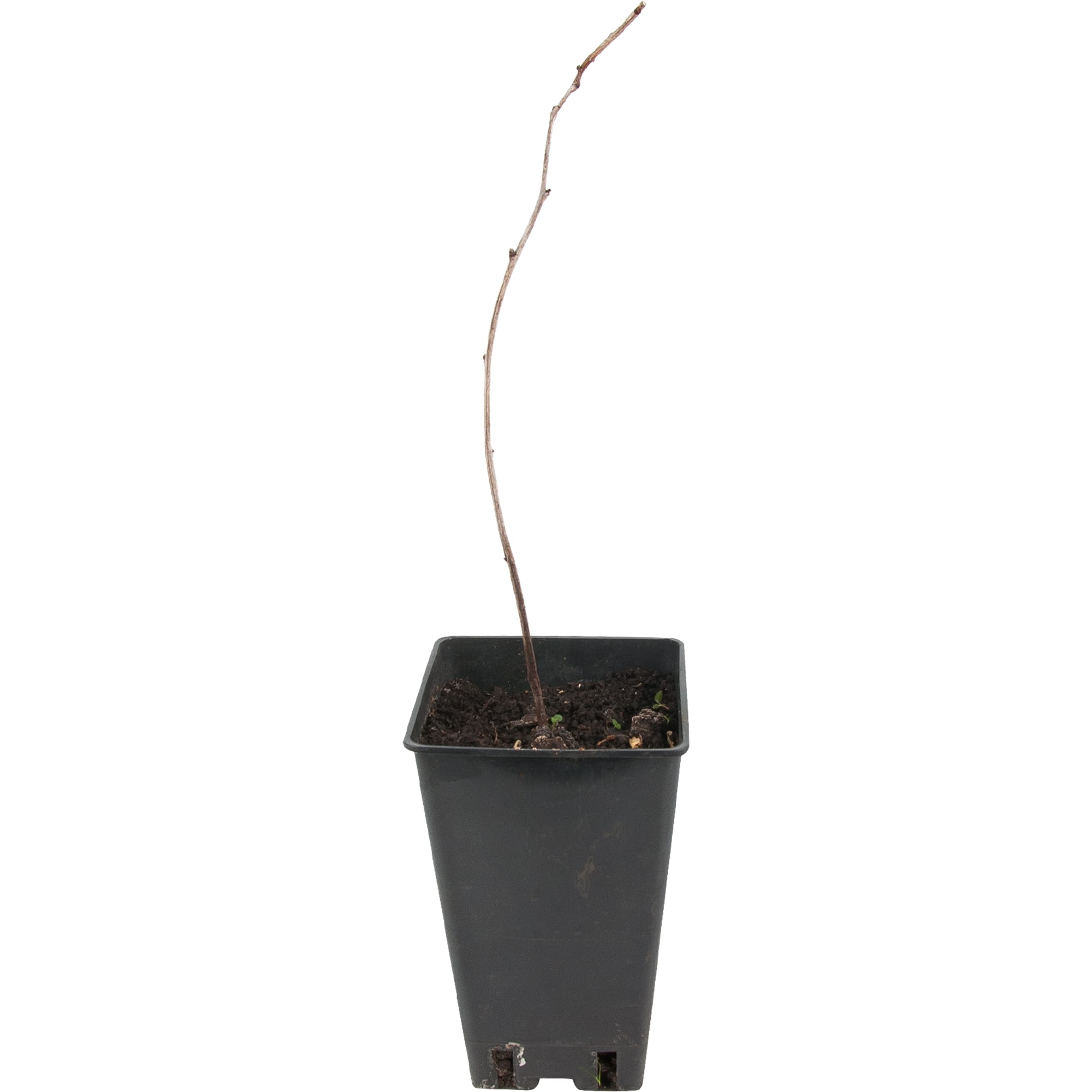 82597098 Малина «Гусар» C2 высота 40 см Santreyd 