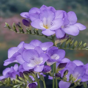 Фрезия «Single Blue», 5х6 см 12620418 STLM-2066588