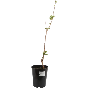 Дюк «Кормилица» 24x80 см