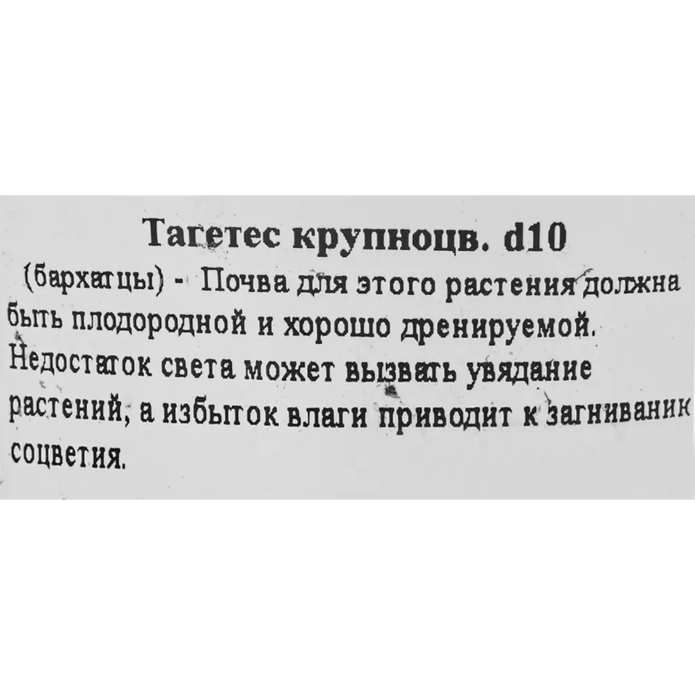 Тагетес крупноцветковый ø10 h20 см 83248427 STLM-2207453 Santreyd  - Вид №1