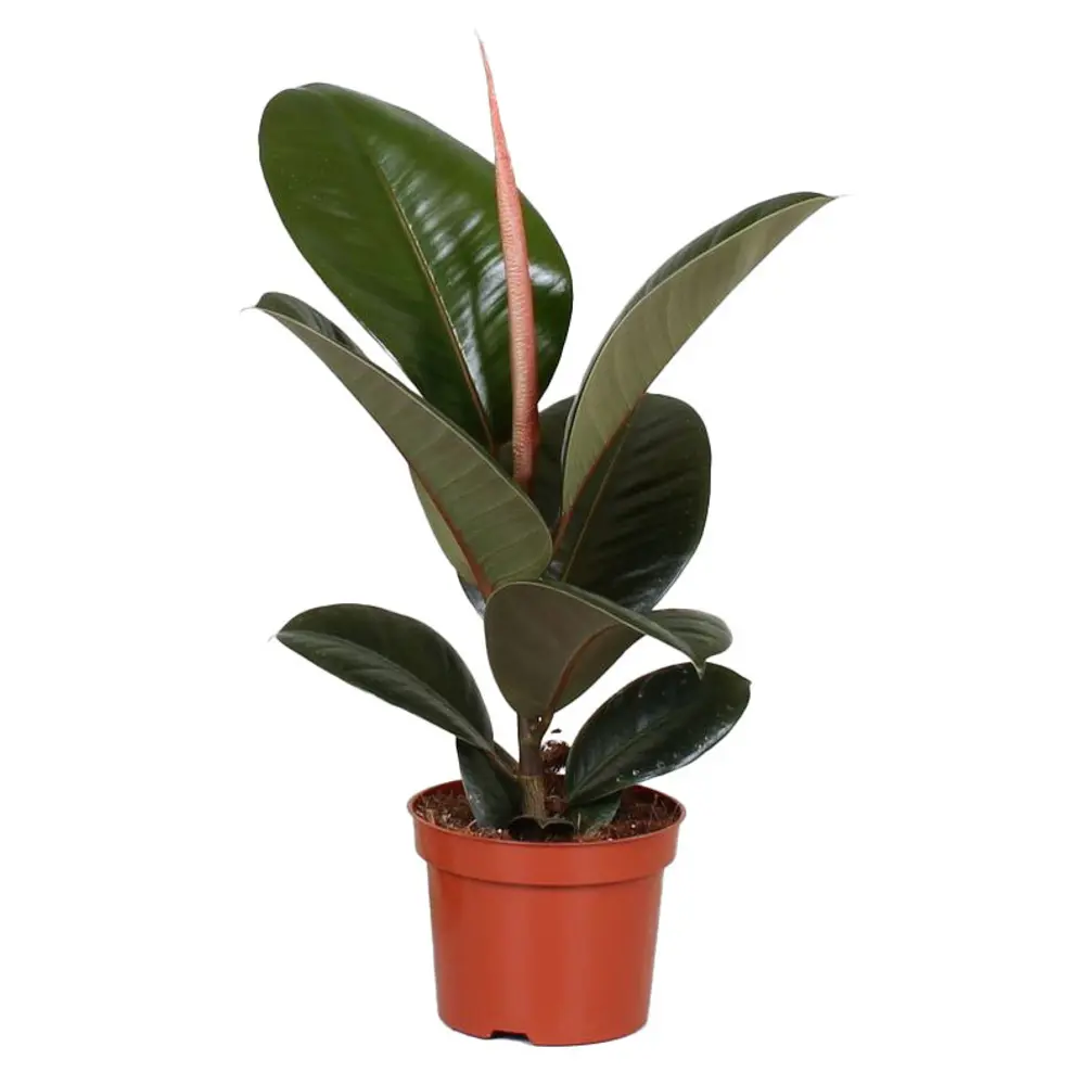 Фикус Эластика Робуста — комнатное растение для озеленения интерьера 89434514 Santreyd STLM-1579354