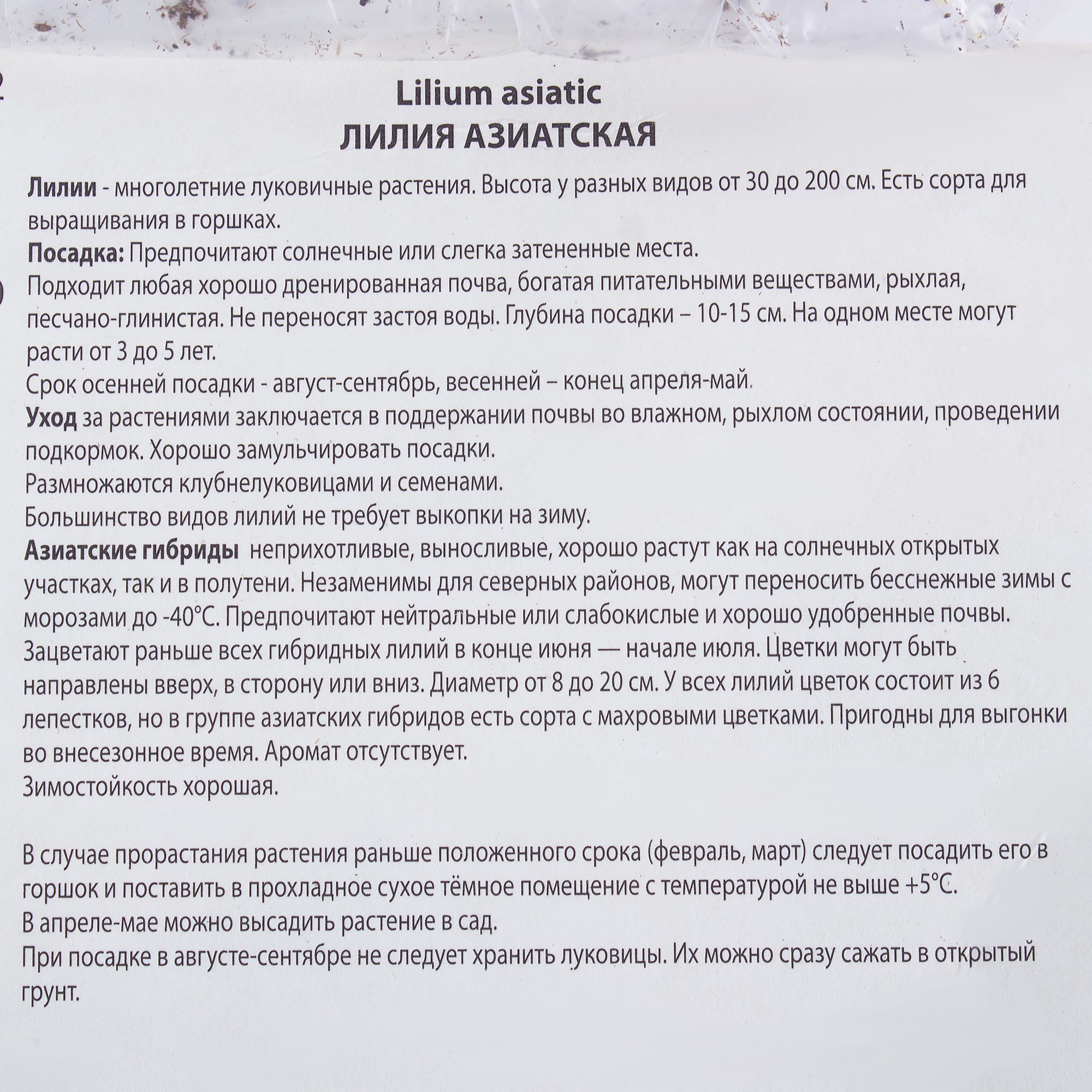 81945454 Лилия азиатская «Жиронда» Santreyd  - Вид №2