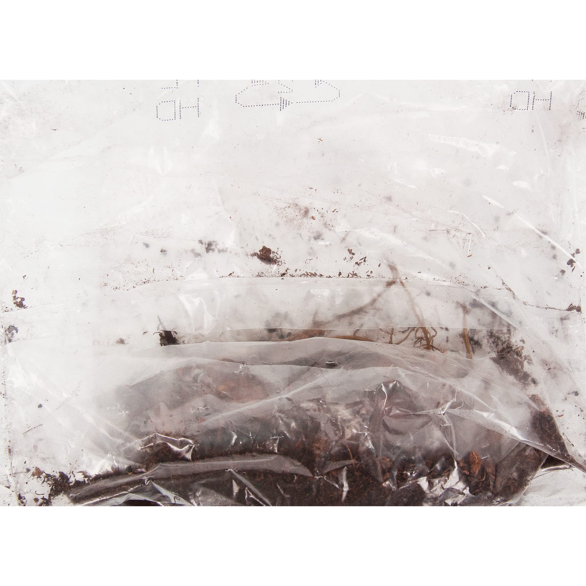 83760990 Лилия восточная Сорбонна луковица II Santreyd  - Вид №2