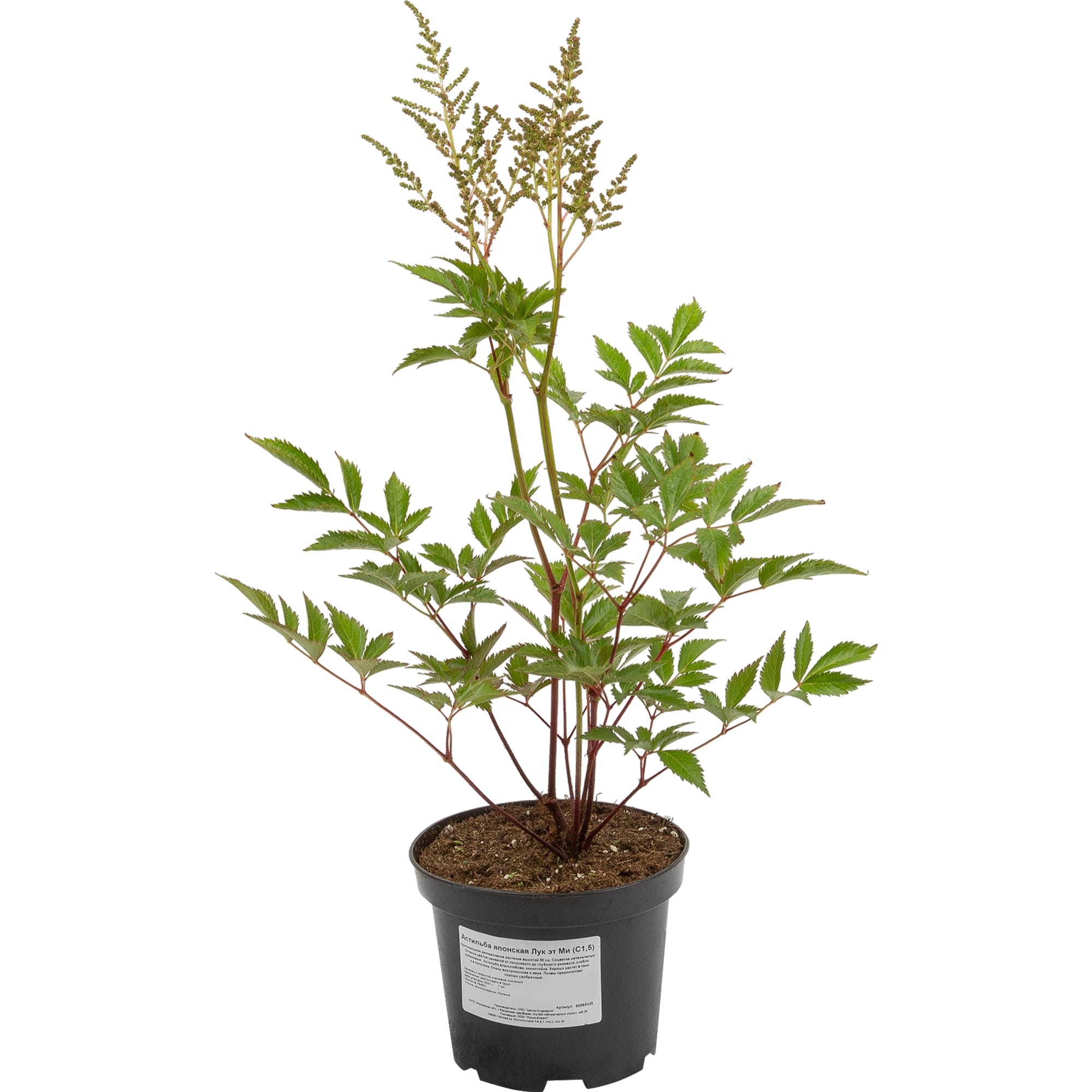 82585325 Астильба японская «Лук эт Ми» 15x20 см Santreyd 