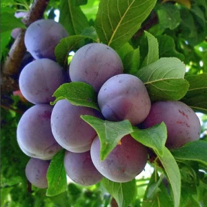 Слива Ренклод советский пакет