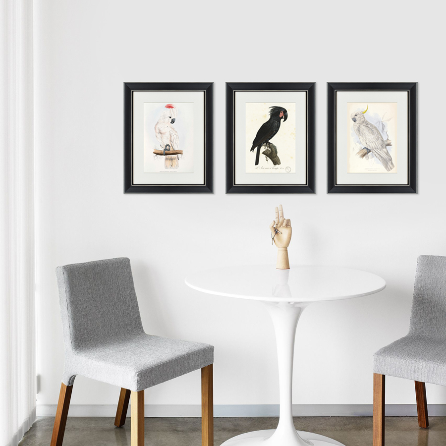 Литография на тонированной бумаге 42х52 см "Чёрный какаду, литография, 1820г" КАРТИНЫ В КВАРТИРУ  093803 Бежевый;белый;черный;разноцветный  - Вид №2