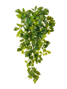 20.1190RT Циссус Новый ампельный (Sensitive Botanic) Цветочная коллекция