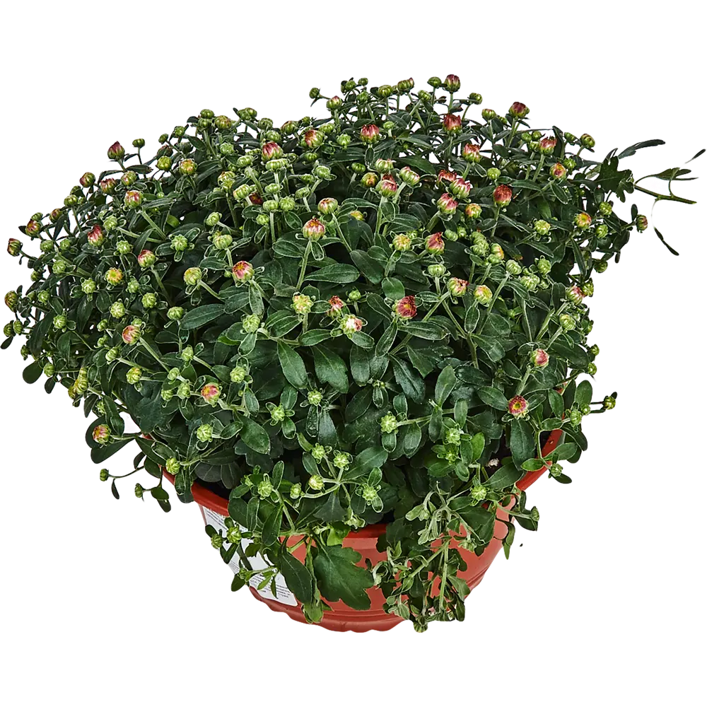 Santreyd Хризантема декоративная в горшке с лимонными соцветиями 83248131 STLM-1501516 - Вид №1