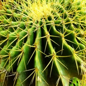 WP00773 Фотообои Verol Фотообои decoline 1х1 м