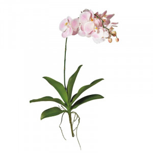 L41X22 Большой цветок орхидеи Adriani e Rossi