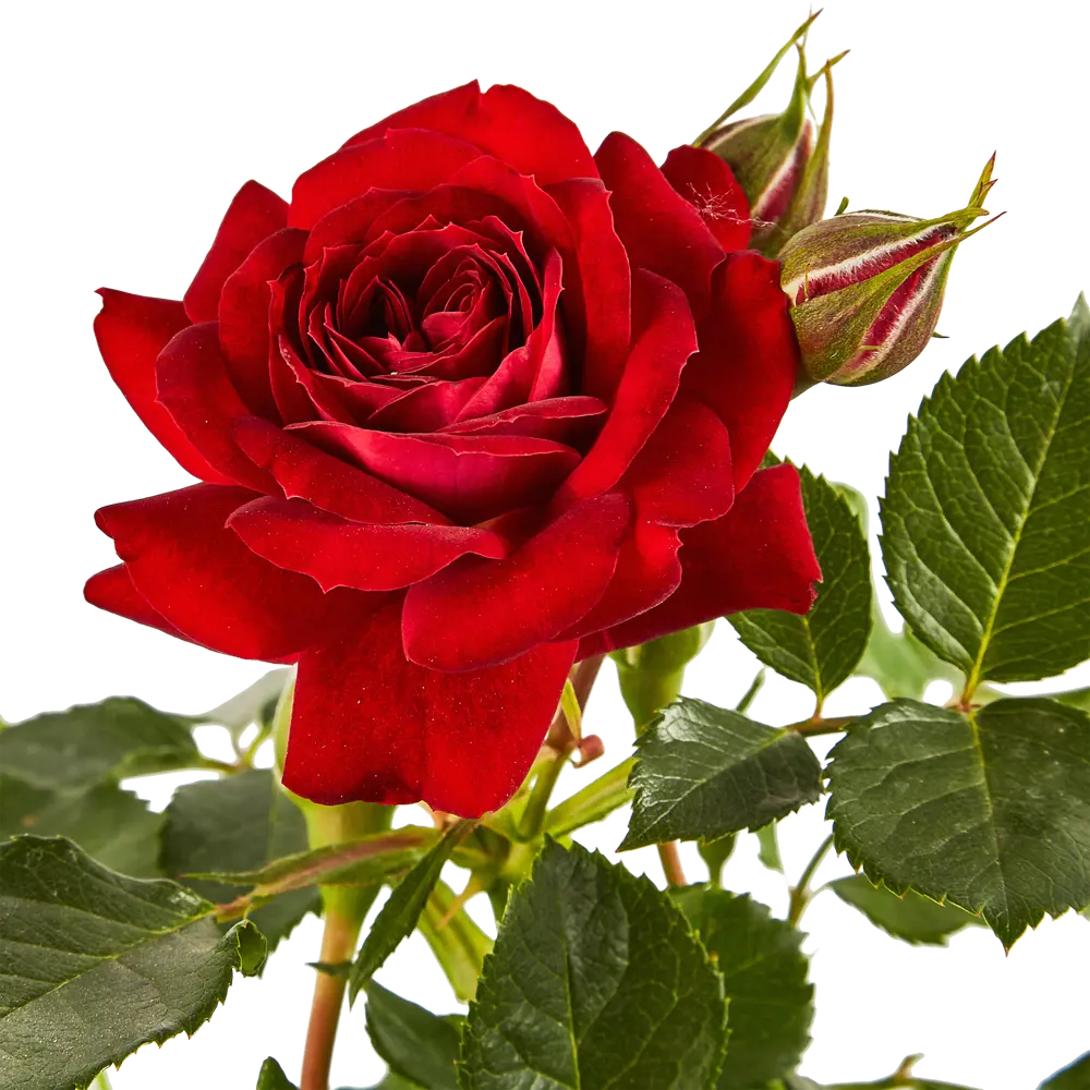 Santreyd Штамбовая роза Дворцы Мира - изысканное украшение сада 85324137 STLM-0061382