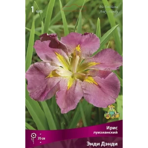 Ирис луизианский Энди Дэнди 89452194 STLM-2018350