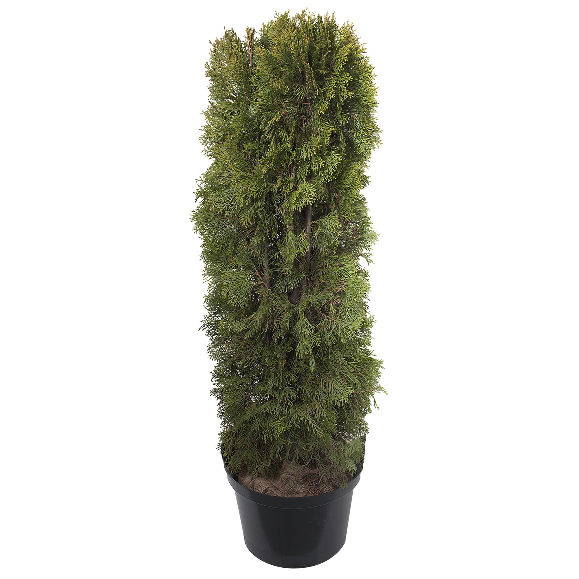 17859145 Туя западная «Смарагд», 100-120 см, С20 Santreyd 