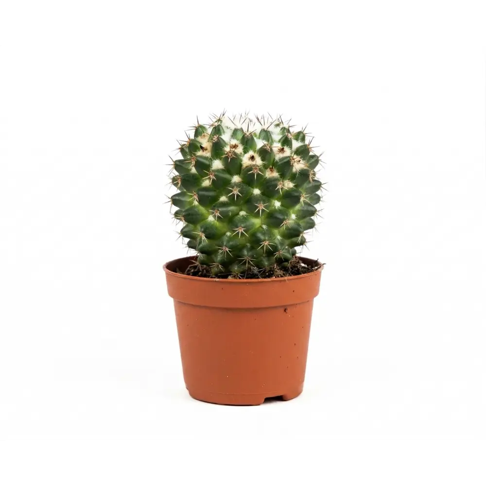 Кактус шар микс ø6 h6 см Santreyd STLM-2134272