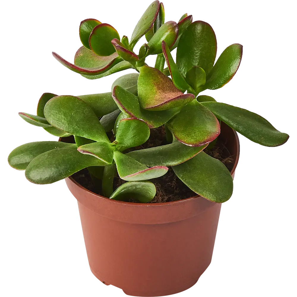 Santreyd Крассула Овата — живое украшение интерьера с мясистыми листьями 85325016 STLM-0061566