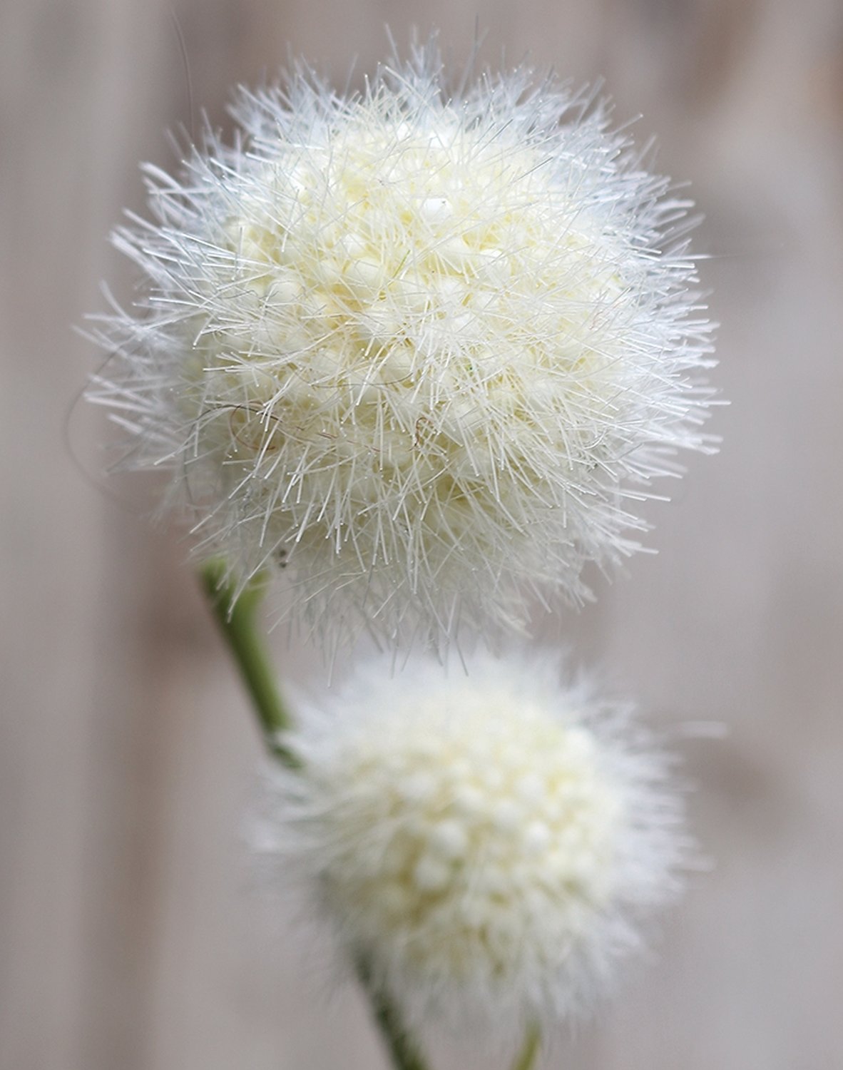 5549 778 a3 Фруктовая ветка гомфокарпус, 60 см, бежево-белая H-andreas  - Вид №2