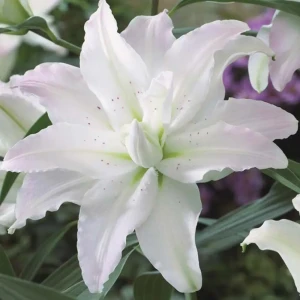 Лилия «Miss Lucy», 14х16 см