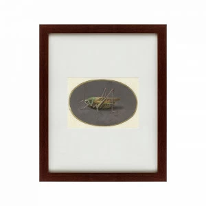 Картина: Sprinkhaan, 1690 КАРТИНЫ В КВАРТИРУ  135746 Разноцветный