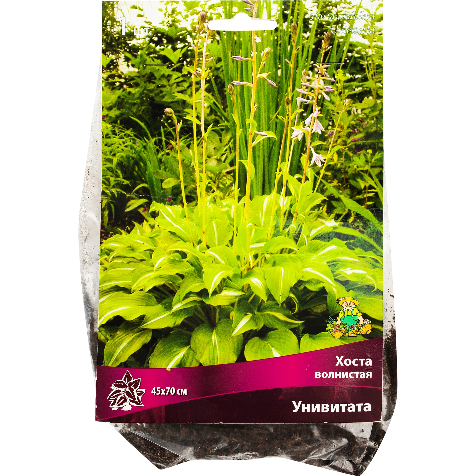 82118744 Хоста волнистая «Унивитата», 1 шт Santreyd 