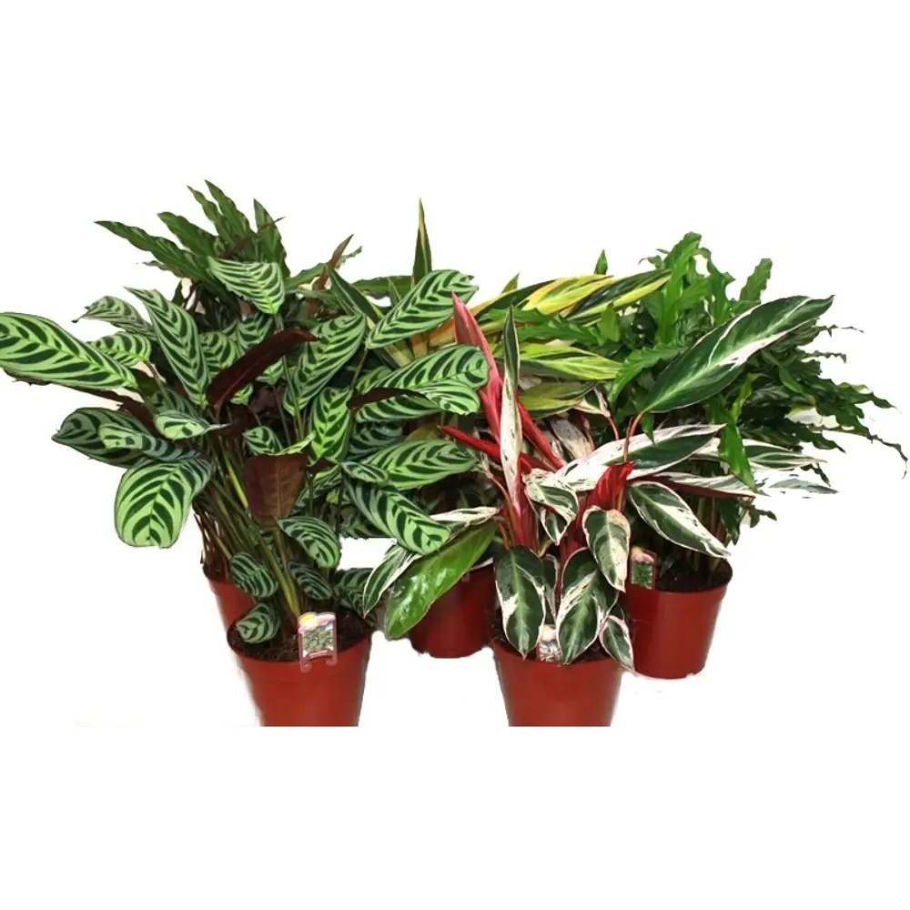 Santreyd Калатея Mix — живая картина для интерьера 11944621 STLM-0001618