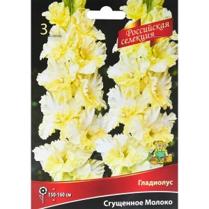 Гладиолус Сгущеное молоко, 3 шт 86410005 STLM-2130287