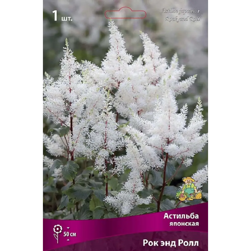 Астильба японская Рок Энд Ролл - корневище многолетнего растения 89433473 ПОИСК STLM-1583658