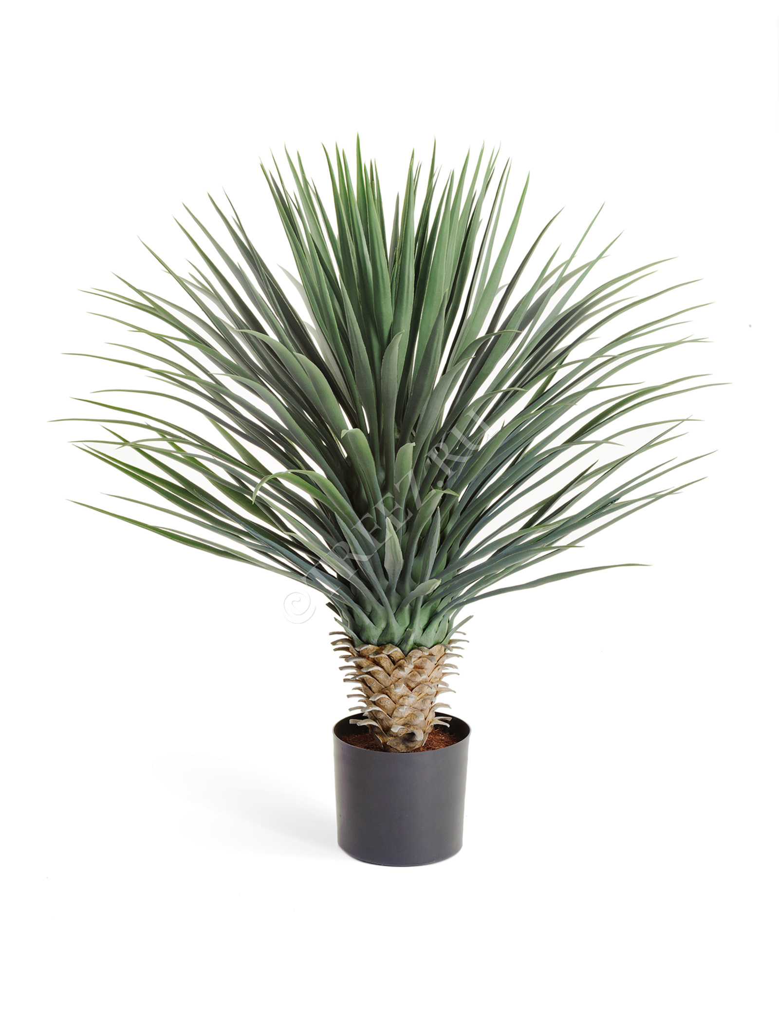 10.47902N Юкка Рострата куст Цветочная коллекция  - Вид №1