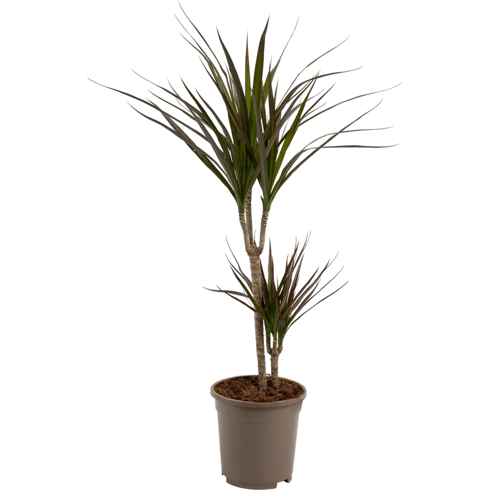 Santreyd Драцена маргината трехствольная с краснокаемыми листьями 82578923 STLM-1432168