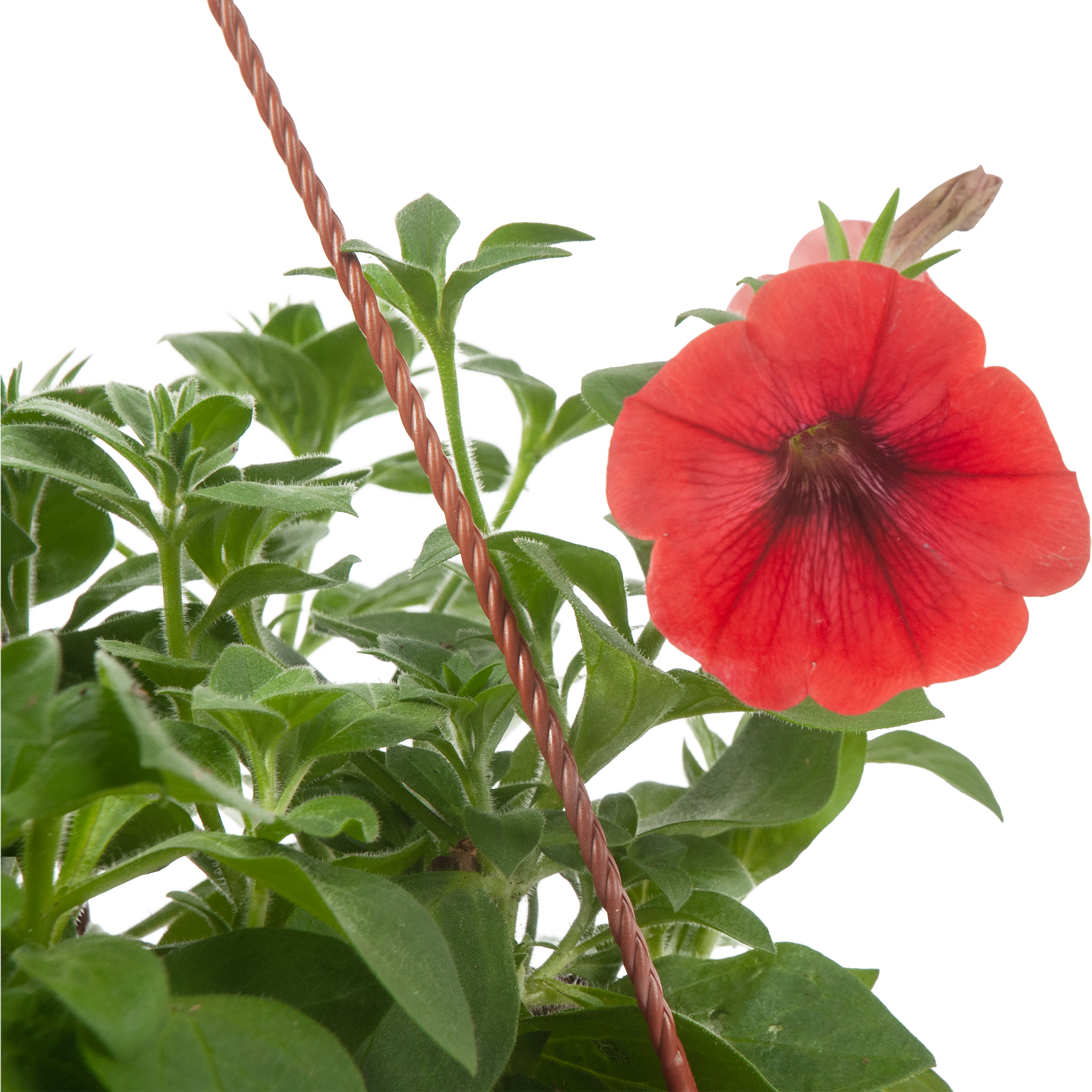 Петуния Santreyd в кашпо - цветущий саженец для дома и сада 83248483 STLM-0039961 - Вид №1