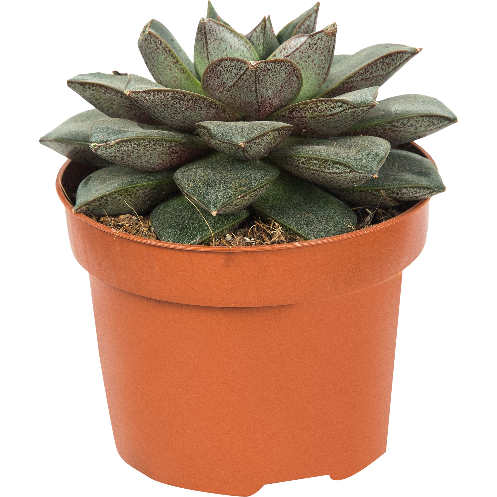 82929556 Эхеверия микс 10,5x15 см Santreyd 