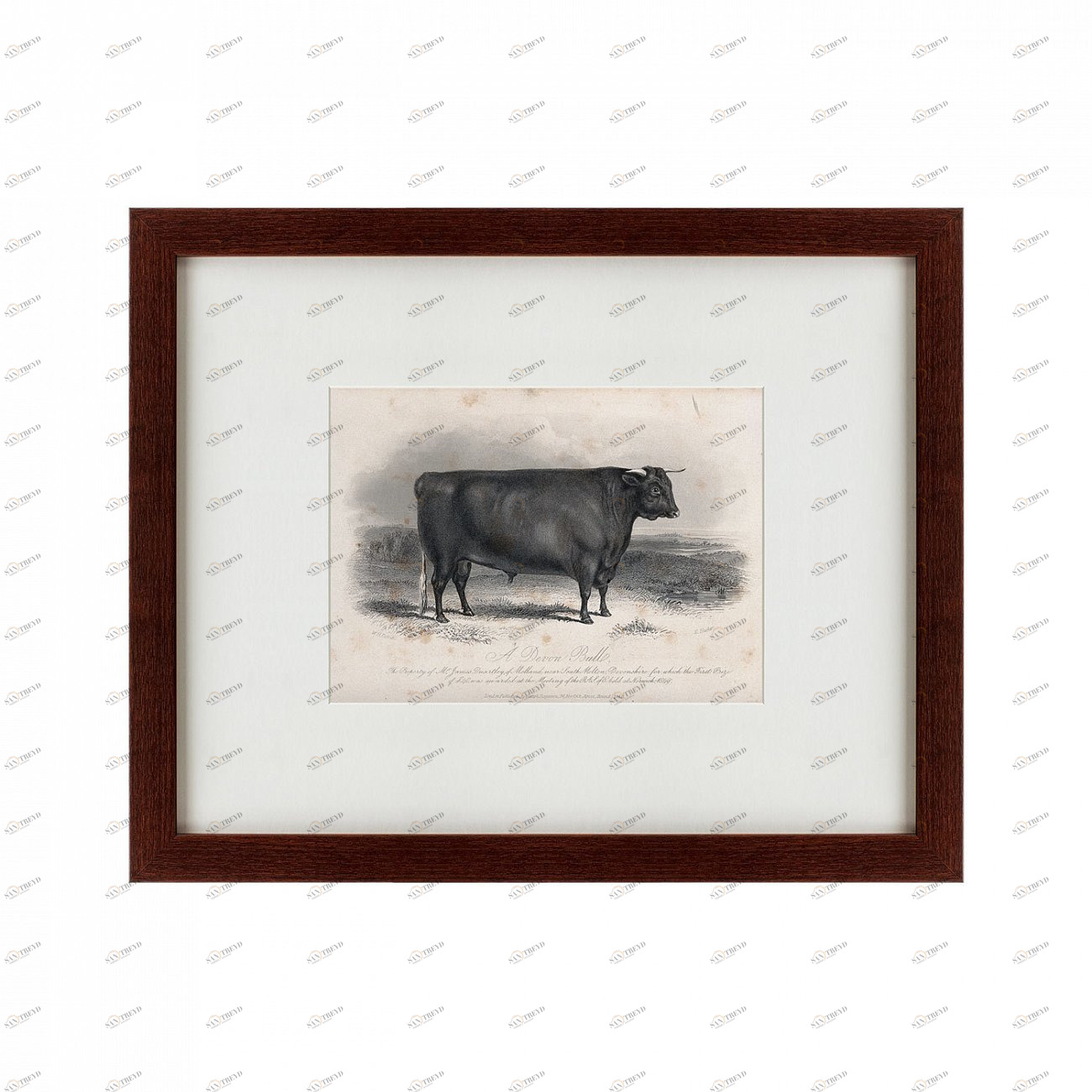 Литография на тонированной бумаге 42х52 см A Devon bull, 1849 КАРТИНЫ В КВАРТИРУ  135683 Бежевый;белый;черный;разноцветный 