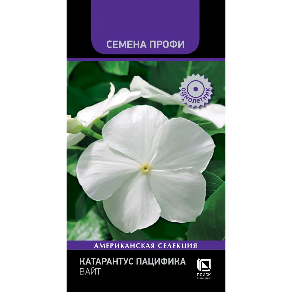 Бегония ПОИСК Инфинити бронз дип ред - яркие красные цветы для сада 89401059 STLM-1570490