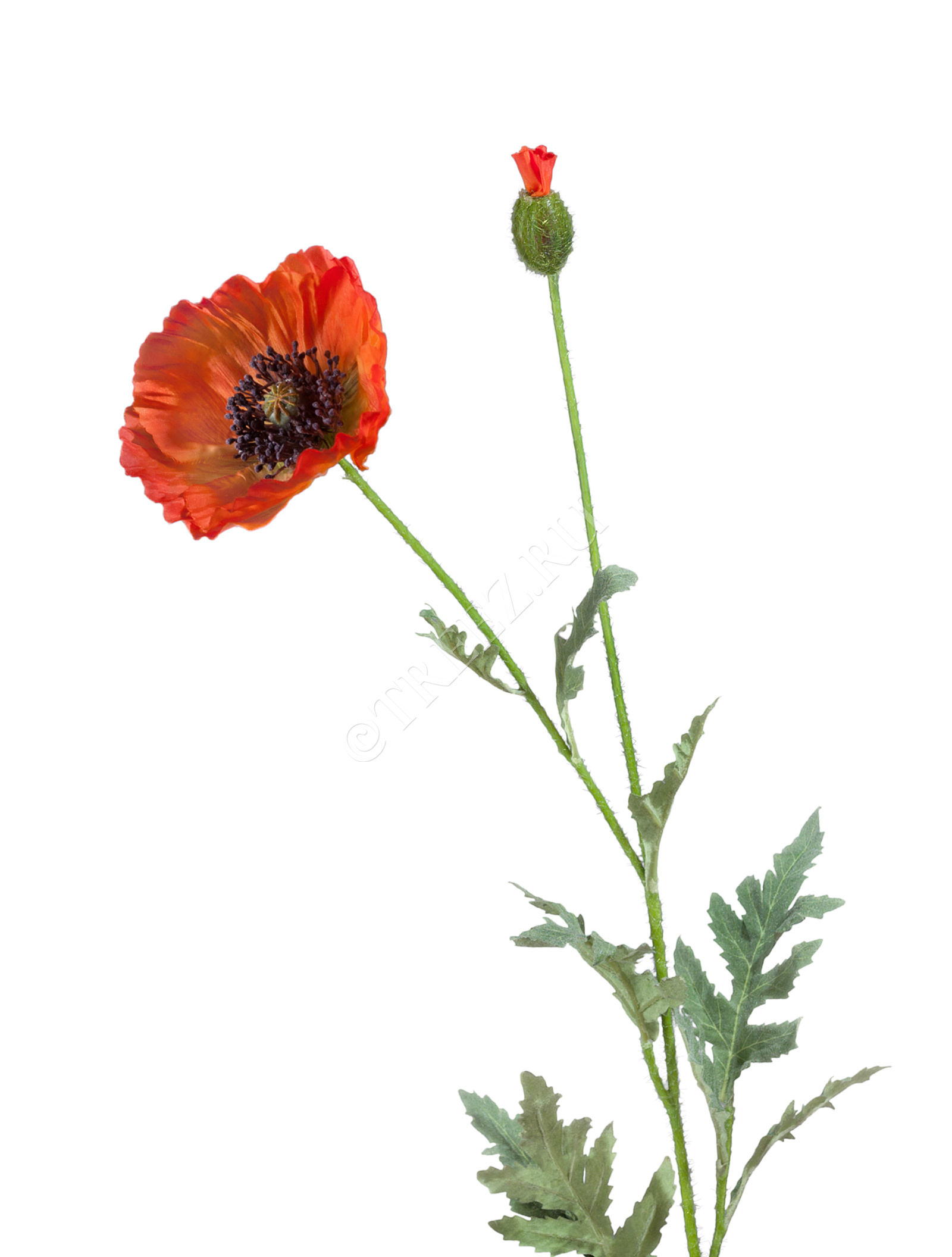 30.03110115OR Мак восточный оранжевый Цветочная коллекция  - Вид №1