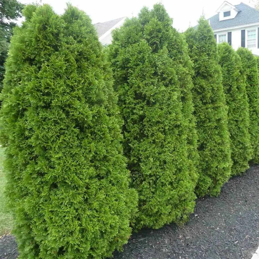 Туя западная Брабант ø40 h120 см 89465445 STLM-2060933 PLANTMARKET 