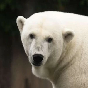 WP01975 Фотообои Verol Фотообои decoline 1х1 м